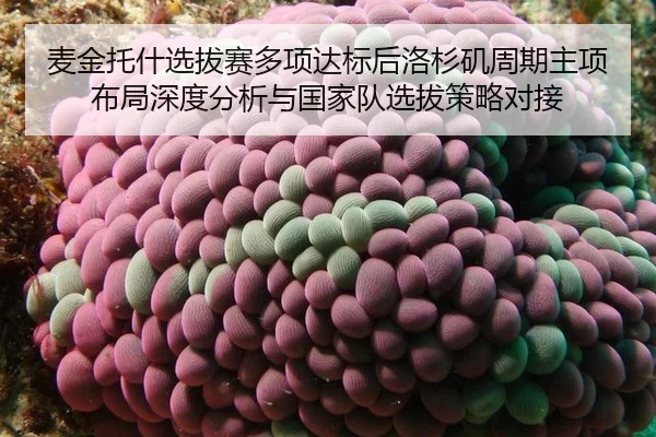 麦金托什选拔赛多项达标后洛杉矶周期主项布局深度分析与国家队选拔策略对接