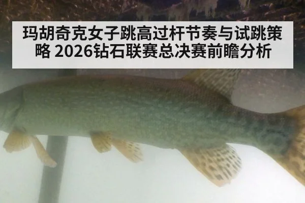 玛胡奇克女子跳高过杆节奏与试跳策略 2026钻石联赛总决赛前瞻分析